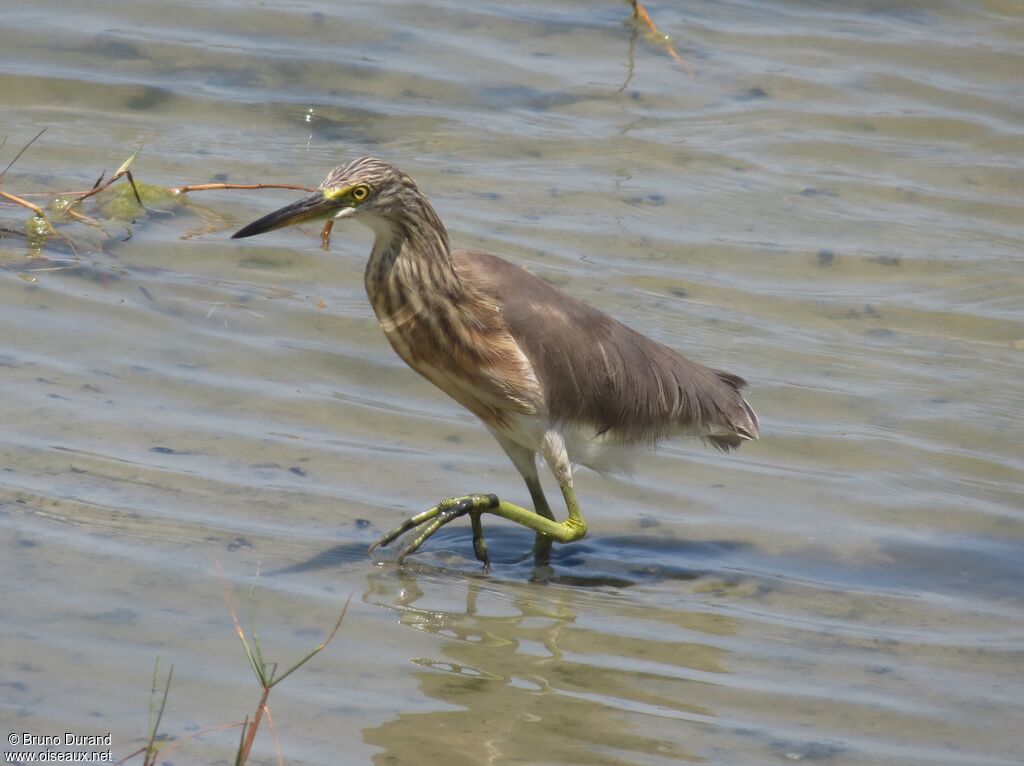 Javan Pond Heronadult post breeding, identification, Behaviour