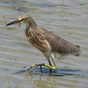 Javan Pond Heron