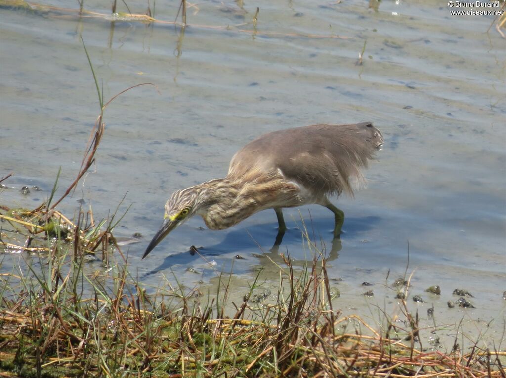 Javan Pond Heronadult post breeding, identification, Behaviour