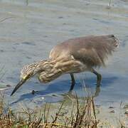 Javan Pond Heron