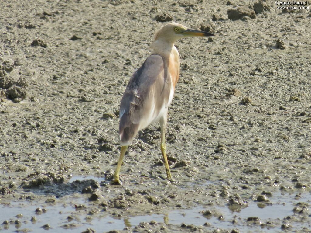 Crabier malais, identification