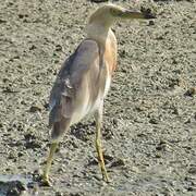 Javan Pond Heron