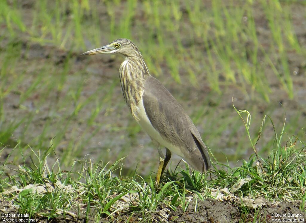 Crabier malaisadulte internuptial, identification