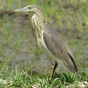 Javan Pond Heron