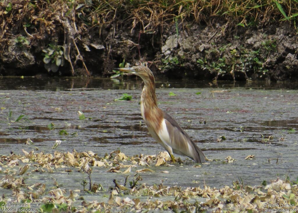 Crabier malaisadulte nuptial, identification