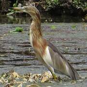 Javan Pond Heron