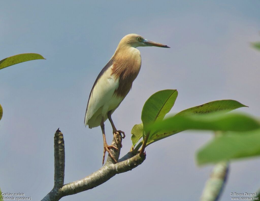 Javan Pond Heronadult breeding, identification, Behaviour