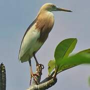 Javan Pond Heron