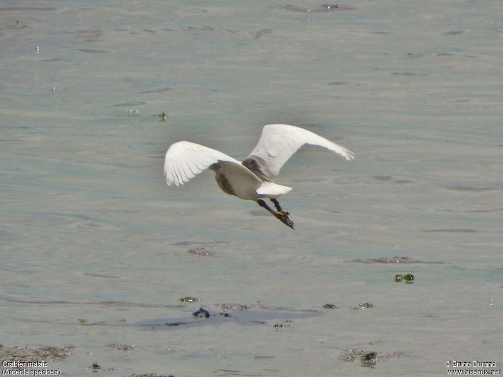 Javan Pond Heronadult post breeding, Flight