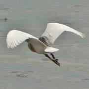 Javan Pond Heron