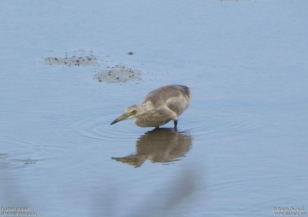 Crabier malais, identification, Comportement