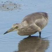 Javan Pond Heron