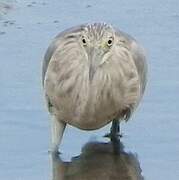 Javan Pond Heron