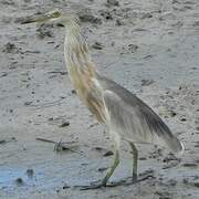 Javan Pond Heron