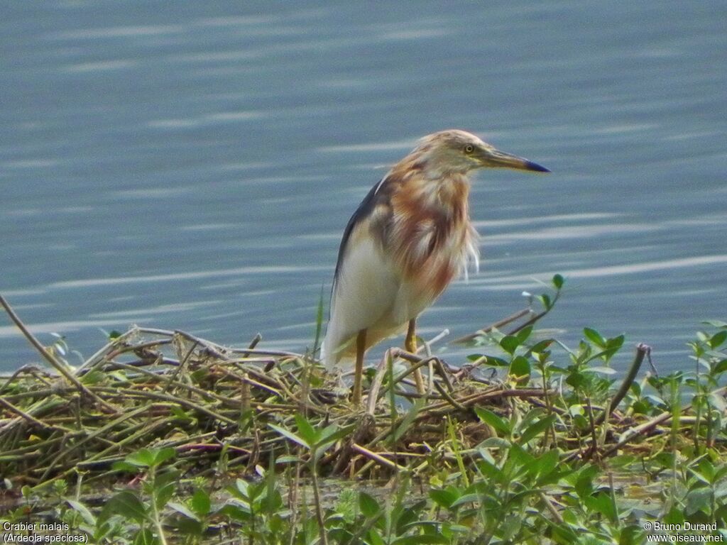 Crabier malais, identification