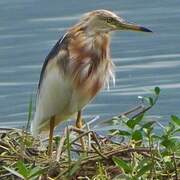 Javan Pond Heron