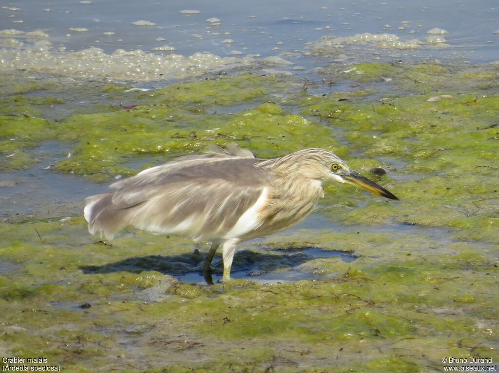 Javan Pond Heronadult post breeding, identification, Behaviour