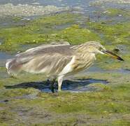 Javan Pond Heron