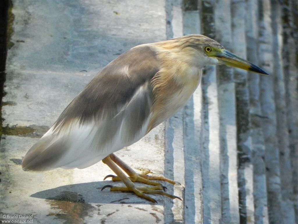 Javan Pond Heron