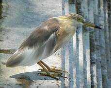 Javan Pond Heron