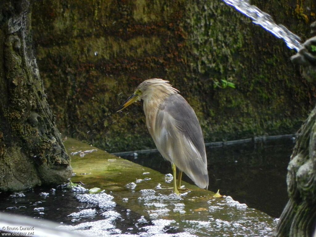 Javan Pond Heronadult