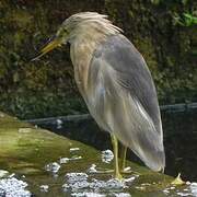 Javan Pond Heron