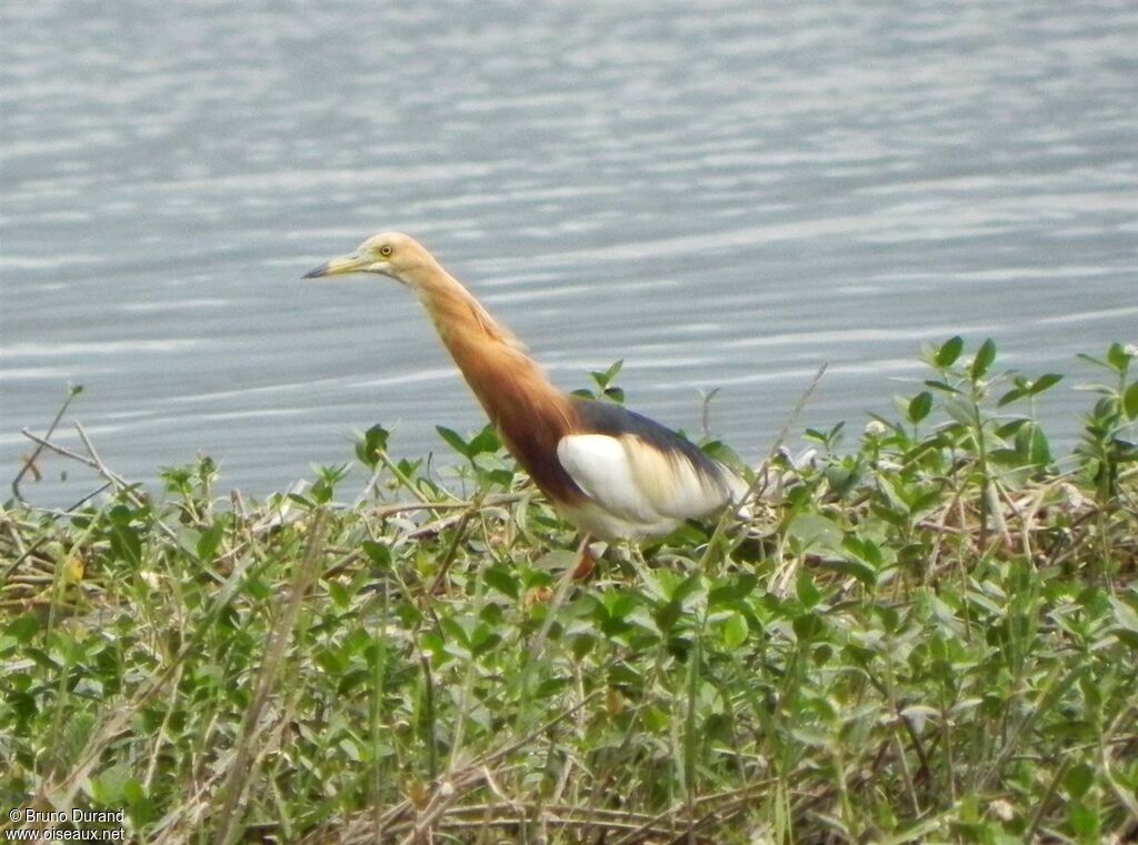 Javan Pond Heron