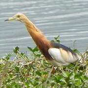 Javan Pond Heron