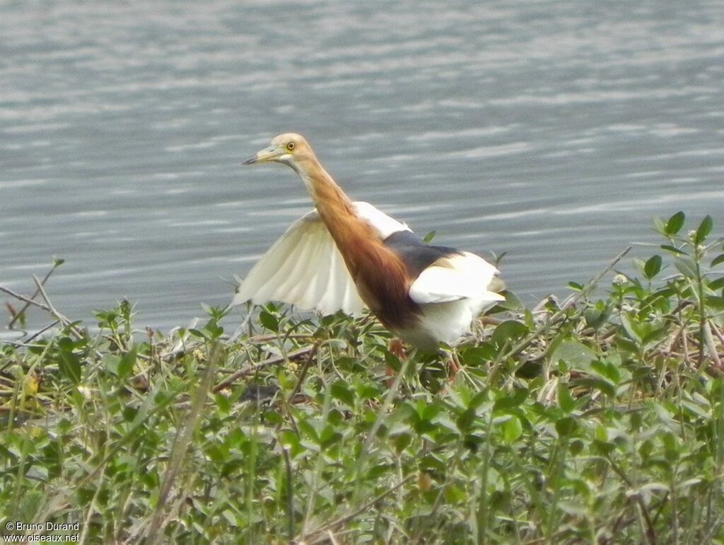 Javan Pond Heronadult breeding