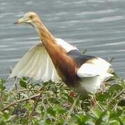 Javan Pond Heron