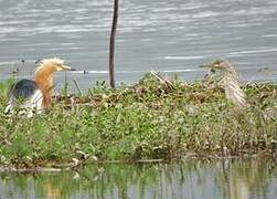 Javan Pond Heron