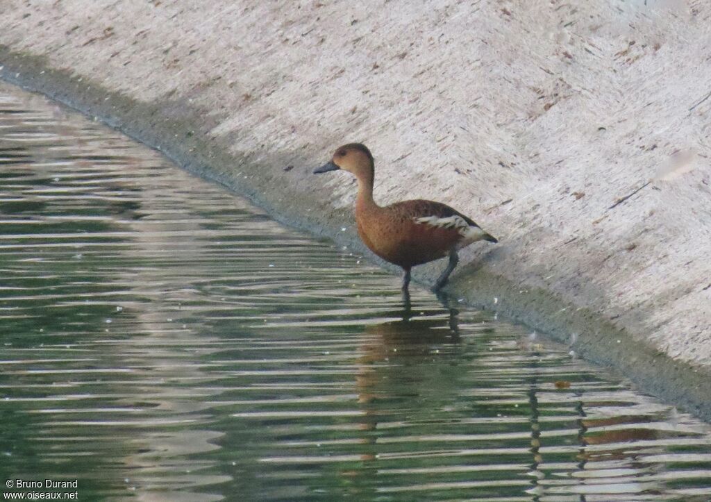 Dendrocygne à lunules, identification, Comportement