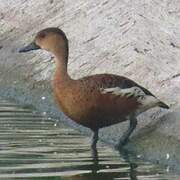 Wandering Whistling Duck