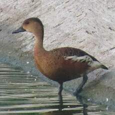 Dendrocygne à lunules