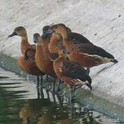 Wandering Whistling Duck