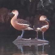 Wandering Whistling Duck