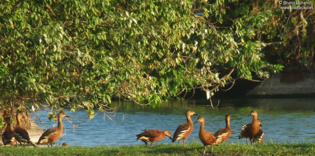 Wandering Whistling Duckadult, identification, Behaviour