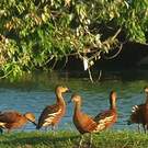 Dendrocygne à lunules