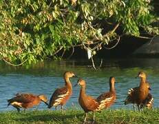 Wandering Whistling Duck