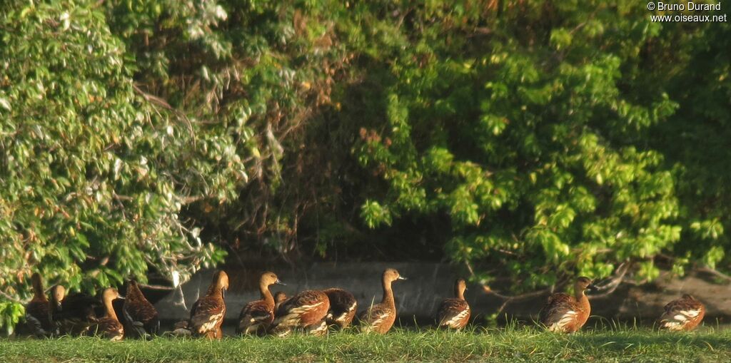 Wandering Whistling Duckadult