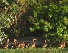 Wandering Whistling Duck