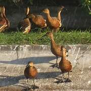 Wandering Whistling Duck