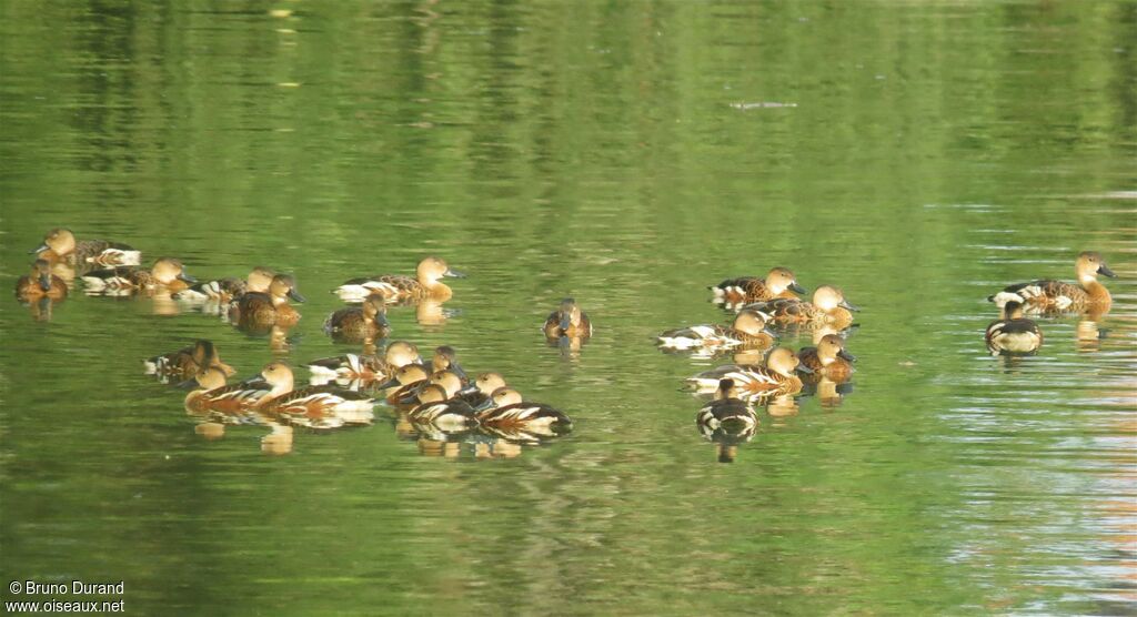 Dendrocygne à lunules, identification, Comportement