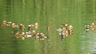 Wandering Whistling Duck