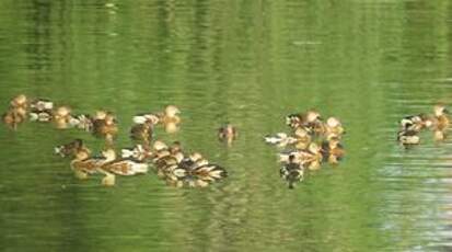 Dendrocygne à lunules