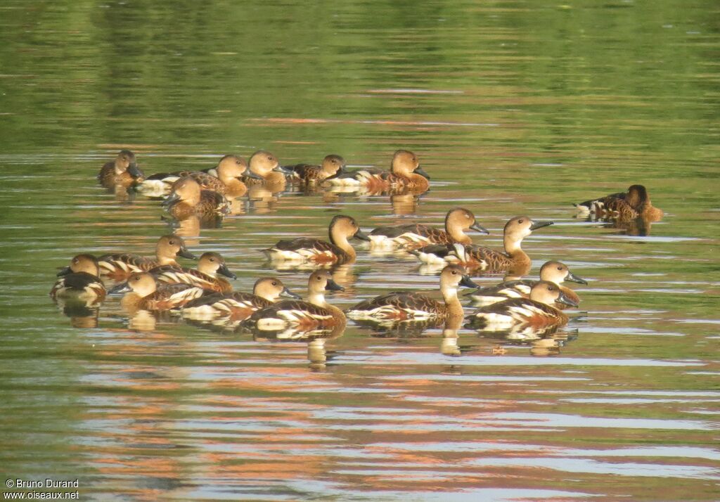 Wandering Whistling Duck, identification, Behaviour