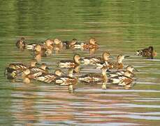 Wandering Whistling Duck