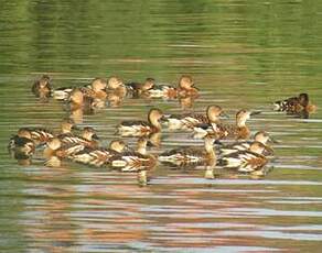 Dendrocygne à lunules