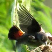 Scarlet-headed Flowerpecker