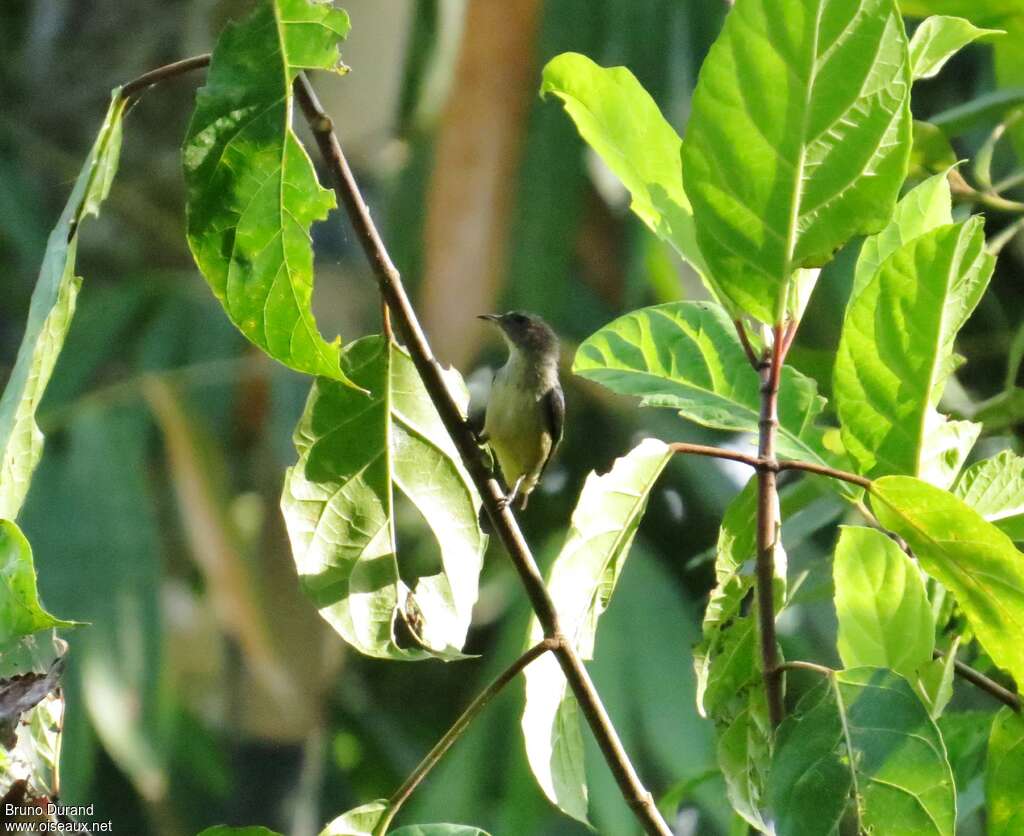 Scarlet-headed Flowerpeckeradult